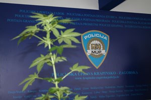 Slika PU_KZ/Vijesti 2016/marihuana.jpg